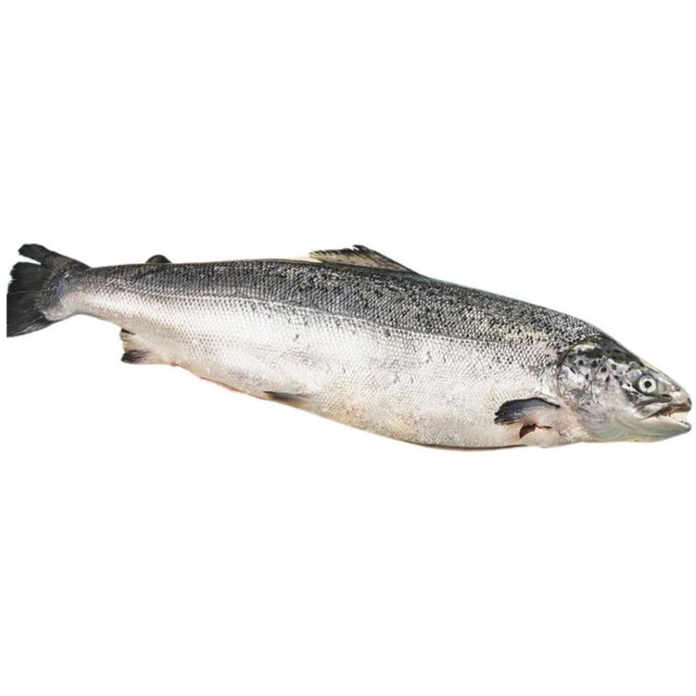 Saumon Frais de 2-3Kg Supérieur