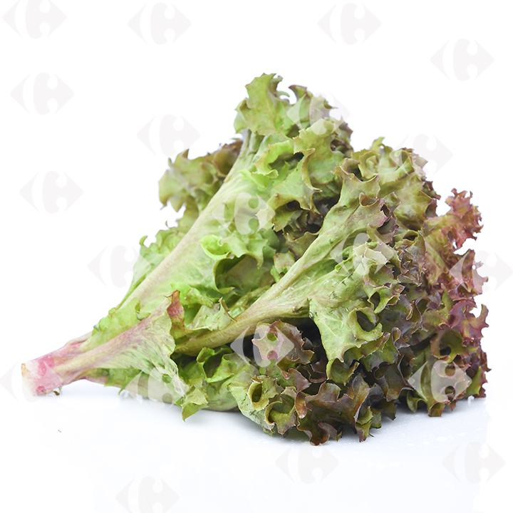 Salade Feuille de Chêne Verte à la Pièce.